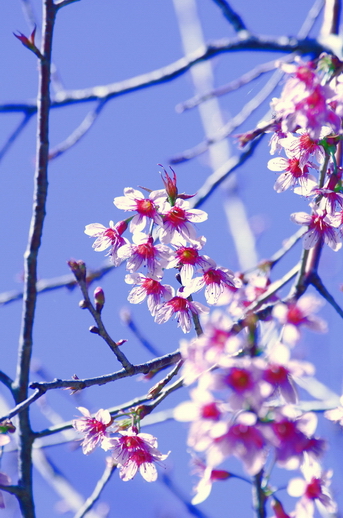 ชื่อ:  DSC_5766.jpg
ครั้ง: 1448
ขนาด:  195.9 กิโลไบต์