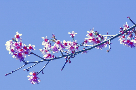 ชื่อ:  DSC_5771.jpg
ครั้ง: 1459
ขนาด:  151.2 กิโลไบต์