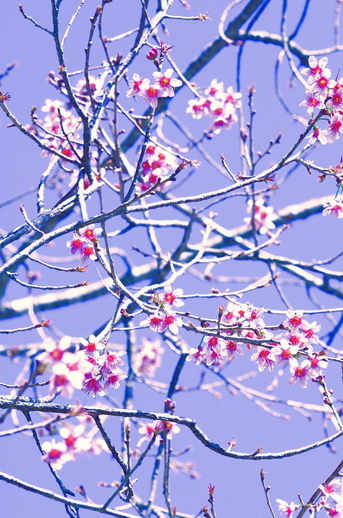 ชื่อ:  DSC_5776.jpg
ครั้ง: 1429
ขนาด:  239.1 กิโลไบต์
