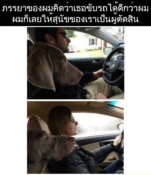 ชื่อ:  dogincar.jpg
ครั้ง: 560
ขนาด:  40.7 กิโลไบต์