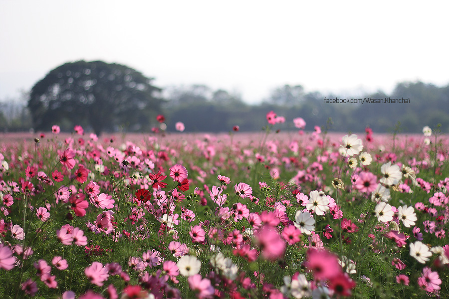 ชื่อ:  IMG_0169.jpg
ครั้ง: 337
ขนาด:  247.4 กิโลไบต์