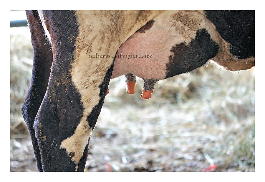 ชื่อ:  6310.jpg
ครั้ง: 977
ขนาด:  191.0 กิโลไบต์