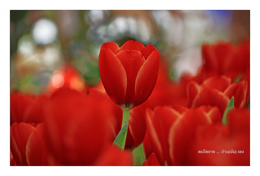 ชื่อ:  DSC_7506_7_8.jpg
ครั้ง: 272
ขนาด:  109.8 กิโลไบต์