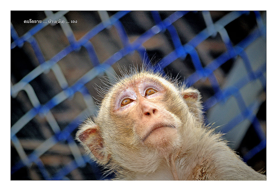 ชื่อ:  7572.jpg
ครั้ง: 281
ขนาด:  198.1 กิโลไบต์