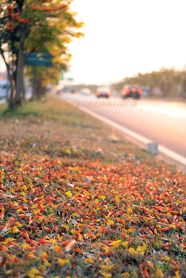 ชื่อ:  IMG_0072.jpg
ครั้ง: 383
ขนาด:  197.0 กิโลไบต์