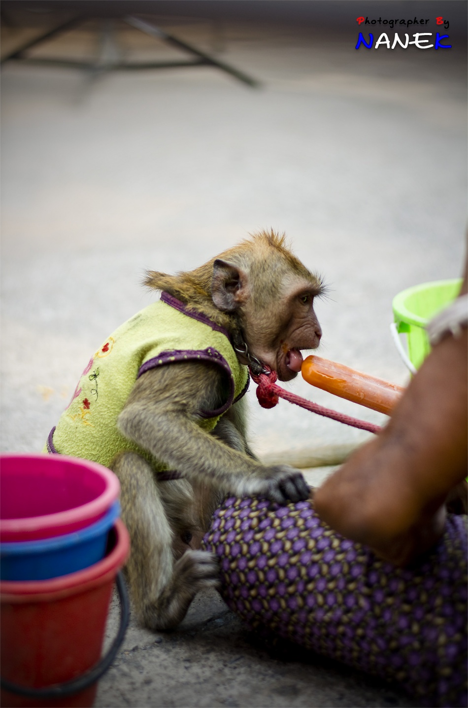 ชื่อ:  DSC_0259.jpg
ครั้ง: 354
ขนาด:  286.3 กิโลไบต์