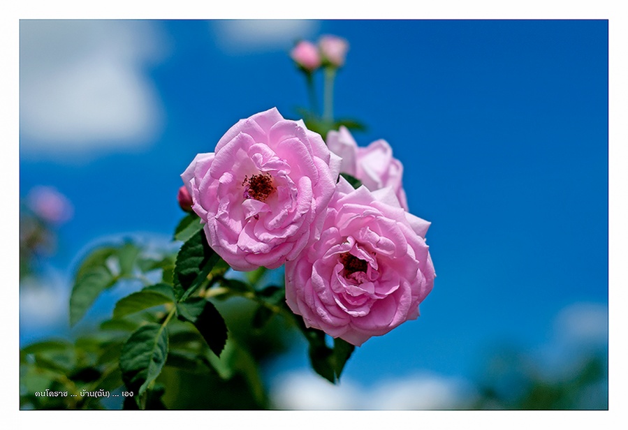 ชื่อ:  DSC_8843.jpg
ครั้ง: 383
ขนาด:  127.1 กิโลไบต์