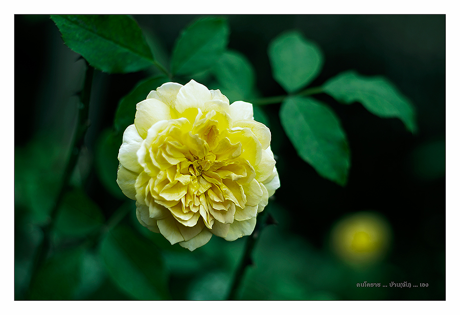 ชื่อ:  DSC_8458.jpg
ครั้ง: 336
ขนาด:  327.6 กิโลไบต์