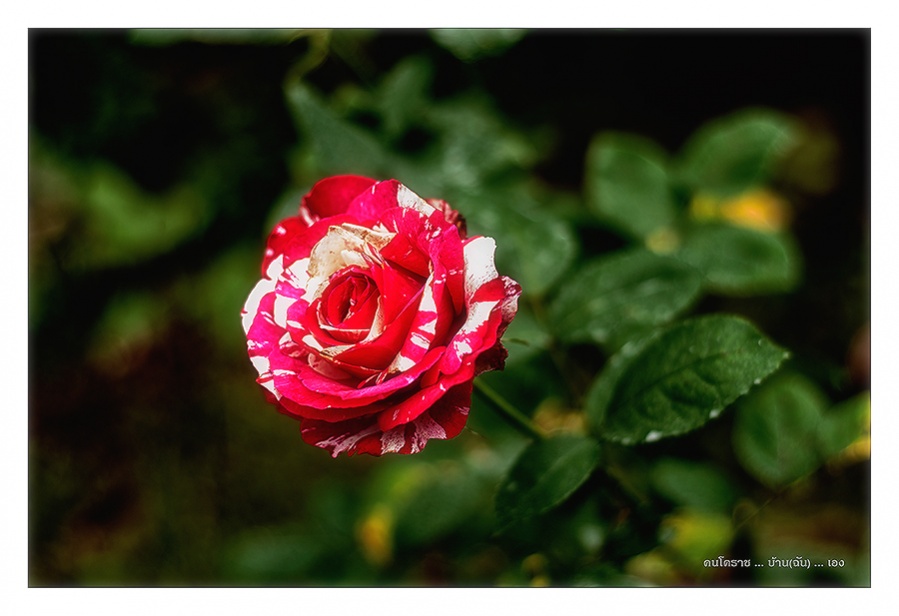 ชื่อ:  DSC_8459.jpg
ครั้ง: 329
ขนาด:  121.5 กิโลไบต์