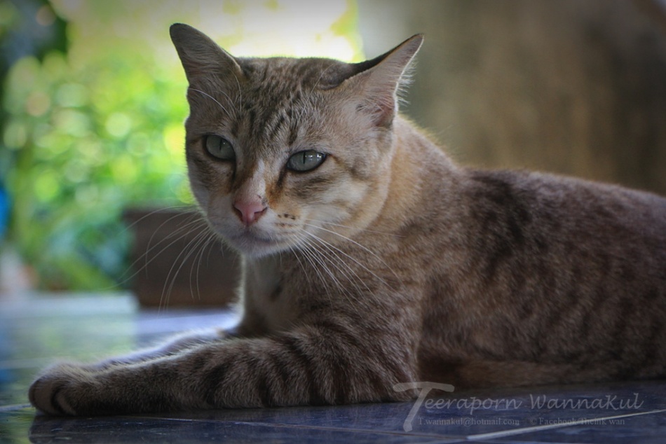 ชื่อ:  IMG_9207.jpg
ครั้ง: 496
ขนาด:  158.1 กิโลไบต์