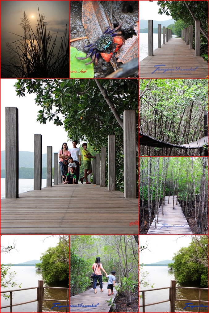 ชื่อ:  IMG_1112R.jpg
ครั้ง: 263
ขนาด:  386.8 กิโลไบต์