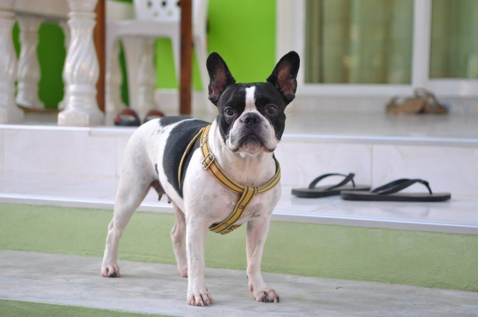 ชื่อ:  11057744_10200370593905283_3096461001448626329_o.jpg
ครั้ง: 357
ขนาด:  135.3 กิโลไบต์